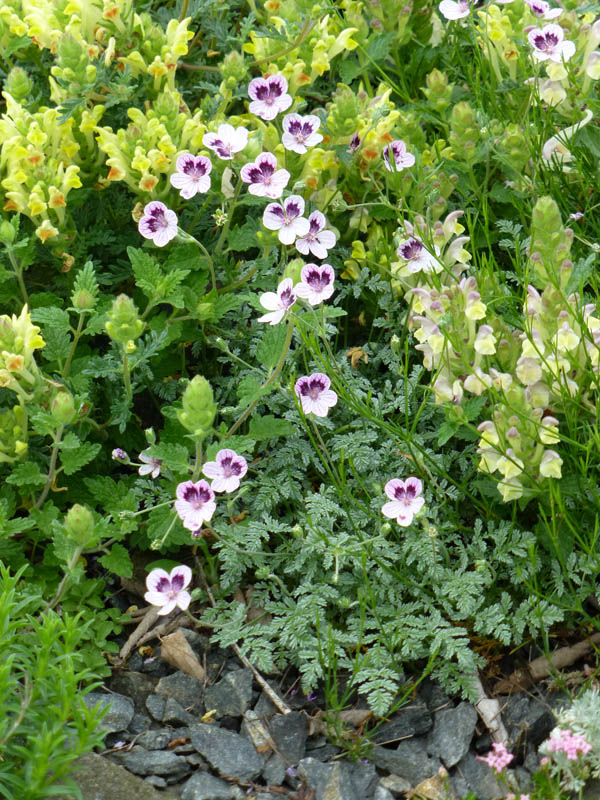 Erodium x kolbianum 'Natasha'
